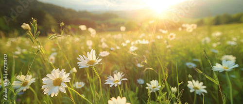 The sun sets casting a radiant flare over a vivid landscape of daisies and vibrant green fields