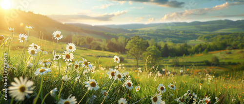 A field of white daisies takes center stage against a backdrop of softly lit hills, as the dawn's golden sunlight gently sweeps over the landscape photo