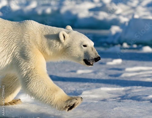 large adult Polar bear - ursus maritimus - running on the ice with water in Arctic northern Canada. Polar bear in the nature habitat with snow. Big animal with snow ice and water, large paws