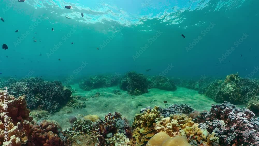Tropical coral reef seascape with fishes, hard and soft corals. Underwater video. Tropical coral reef seascape with fishes, hard and soft corals. Underwater video.