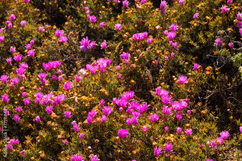 Pink flowering bush