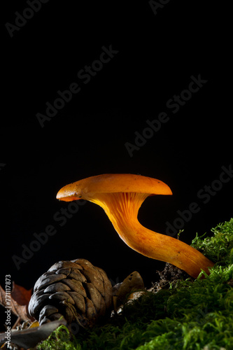 Wild toxic mushroom, Omphalotus olearius, jack-o'-lantern mushroom, in forest. Sassari, Sardinia, Italy photo