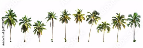 Tropical serenity  A collection of coconut palm trees  standing tall and isolated against a canvas of purity