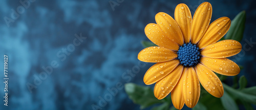 Single yellow flower isolated on a blue background, wide banner with copy space © angelo sarnacchiaro