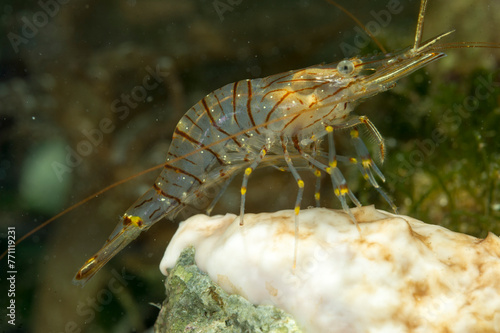 Common prawn (Palaemon serratus) scavenging in rockpool Alghero, Porto Conte, Capo Caccia, Sardinia, Italy