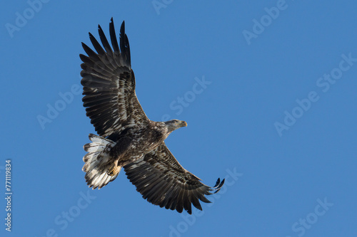Juvenile Bald Eagle Wings Spread
