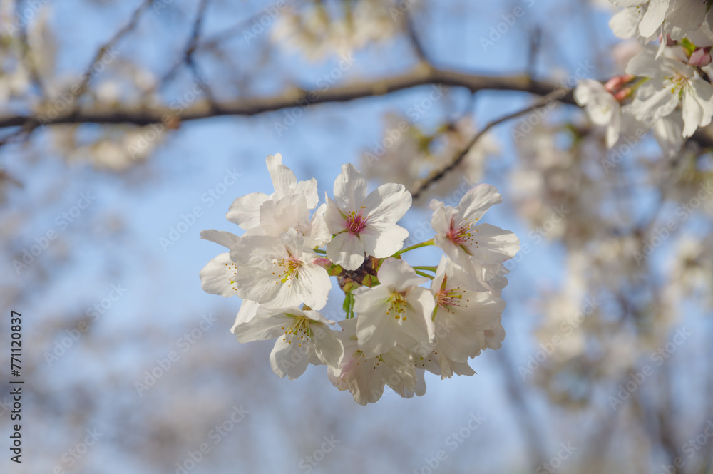 Cherry blossoms bloom at Dijiao Park in Wuhan, Hubei, China Cherry blossoms bloom at Dijiao Park in Wuhan, Hubei, China