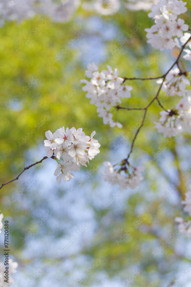 Cherry blossoms bloom at Dijiao Park in Wuhan, Hubei, China