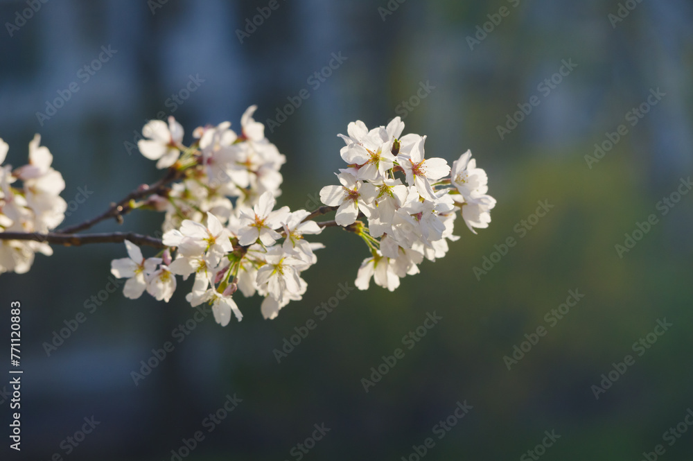 Cherry blossoms bloom at Dijiao Park in Wuhan, Hubei, China Cherry blossoms bloom at Dijiao Park in Wuhan, Hubei, China