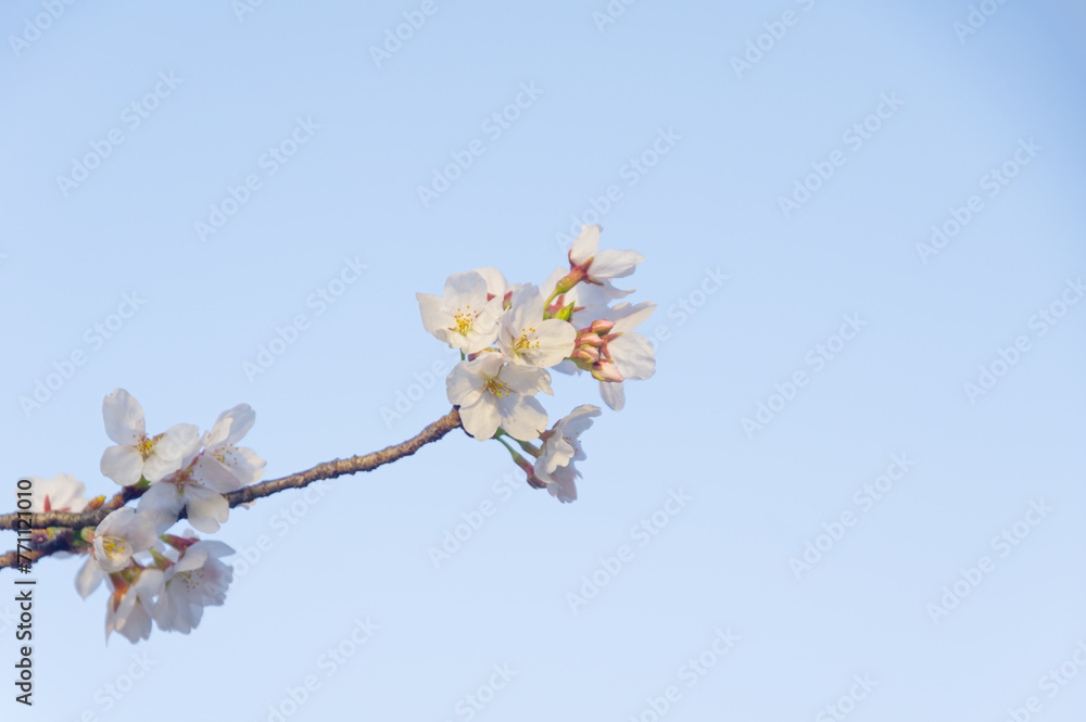 Cherry blossoms bloom at Dijiao Park in Wuhan, Hubei, China Cherry blossoms bloom at Dijiao Park in Wuhan, Hubei, China