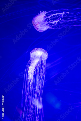 Jelly fish swimming in aquarium © Dennis Donohue