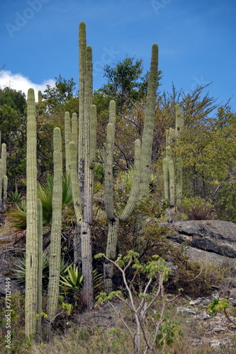 Cactuses growing on the side of a hill at Hierve el Agua in Oaxaca, Mexico © Angela