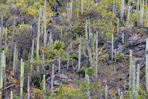 Cactuses growing on the side of a hill at Hierve el Agua in Oaxaca, Mexico © Angela