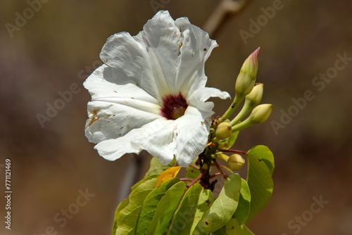 White wildflower at Hierve el Agua in Oaxaca, Mexico © Angela