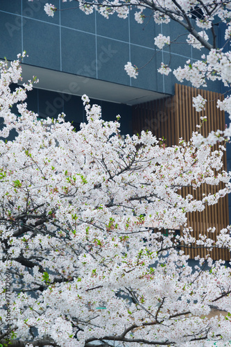 Cherry blossoms in Qingchuange Park in Wuhan, Hubei, China photo