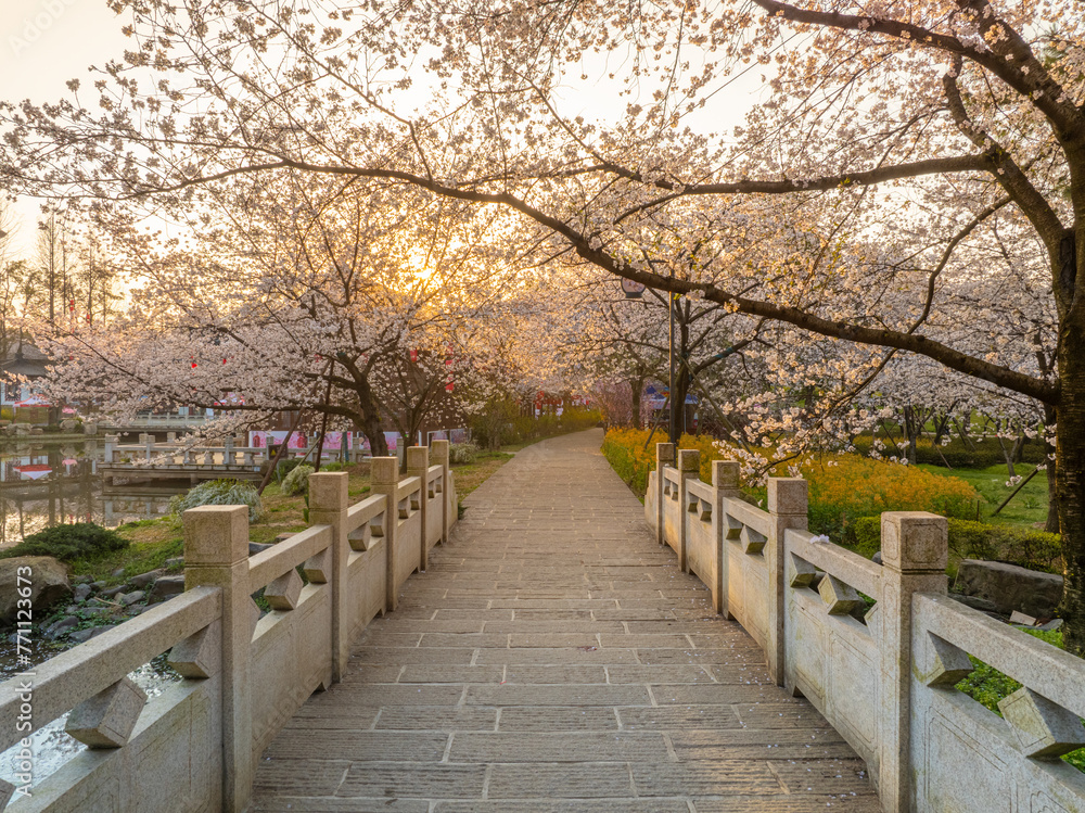 Cherry blossoms bloom in the East Lake Cherry garden in Wuhan, Hubei, China