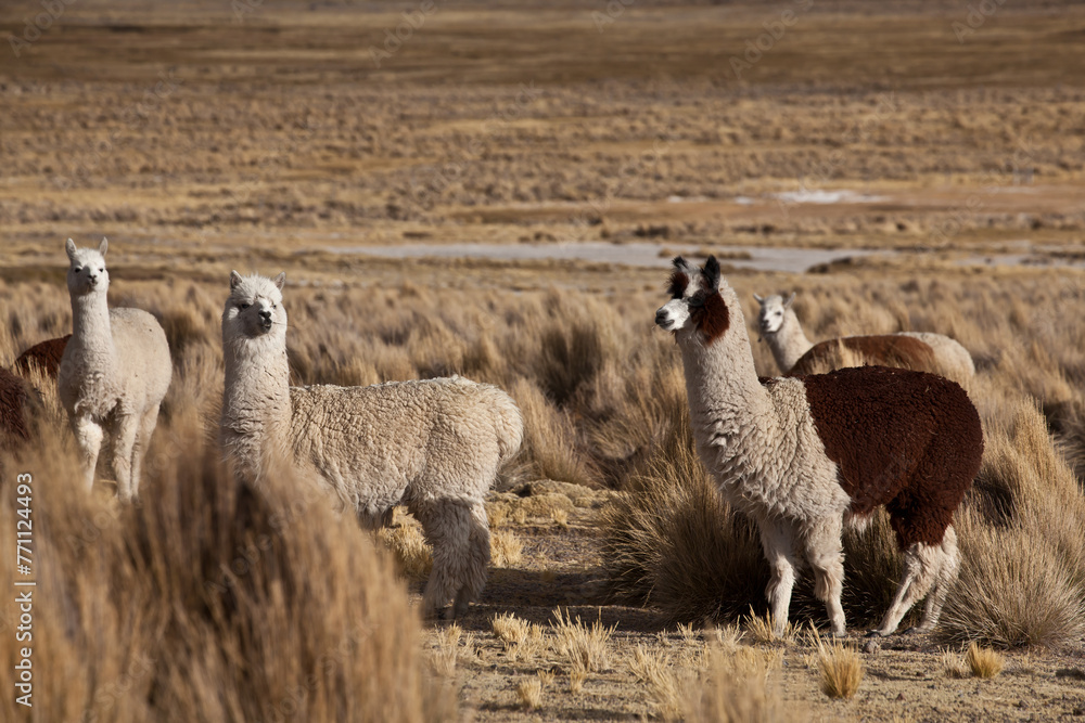 Fototapeta premium The native llama in the mountains of Peru The native llama in South America, the Peruvian desert 