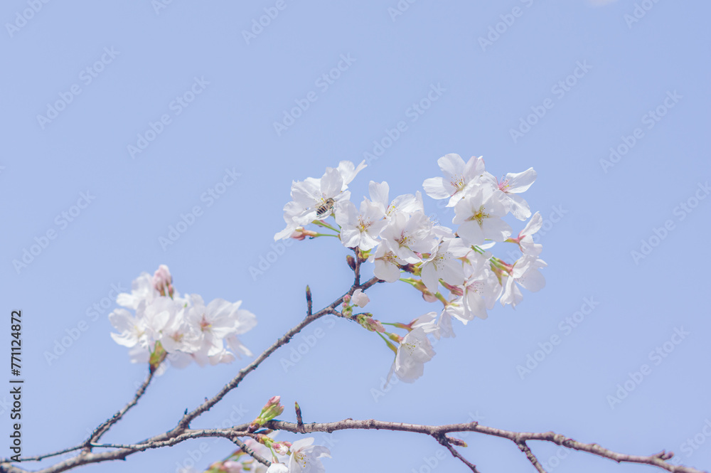 Cherry blossoms in Wuhan, Hubei province, China Cherry blossoms in Wuhan, Hubei province, China