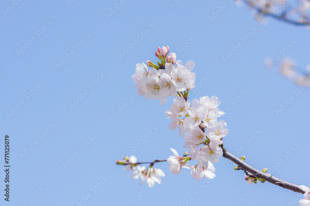 Cherry blossoms in Wuhan, Hubei province, China Cherry blossoms in Wuhan, Hubei province, China