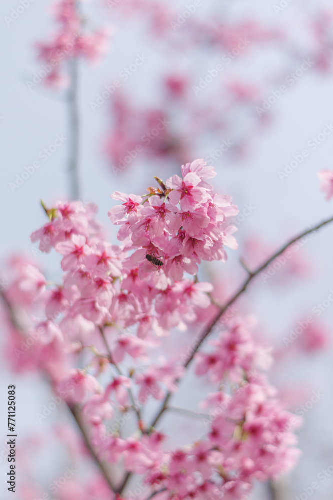 Cherry blossoms in Wuhan, Hubei province, China Cherry blossoms in Wuhan, Hubei province, China