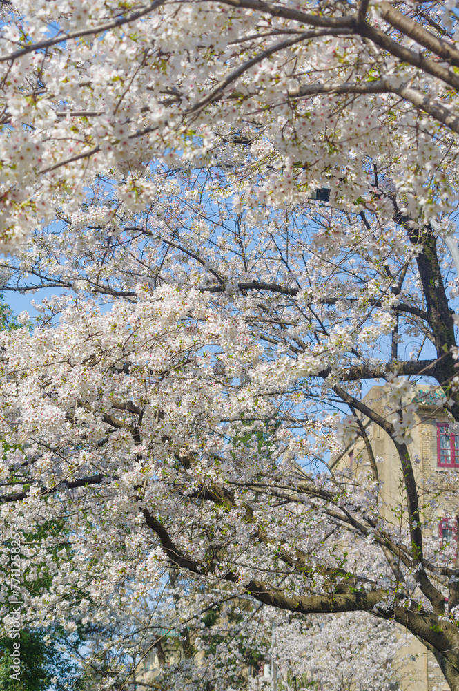 Cherry blossoms in full bloom at Wuhan University in Hubei, China