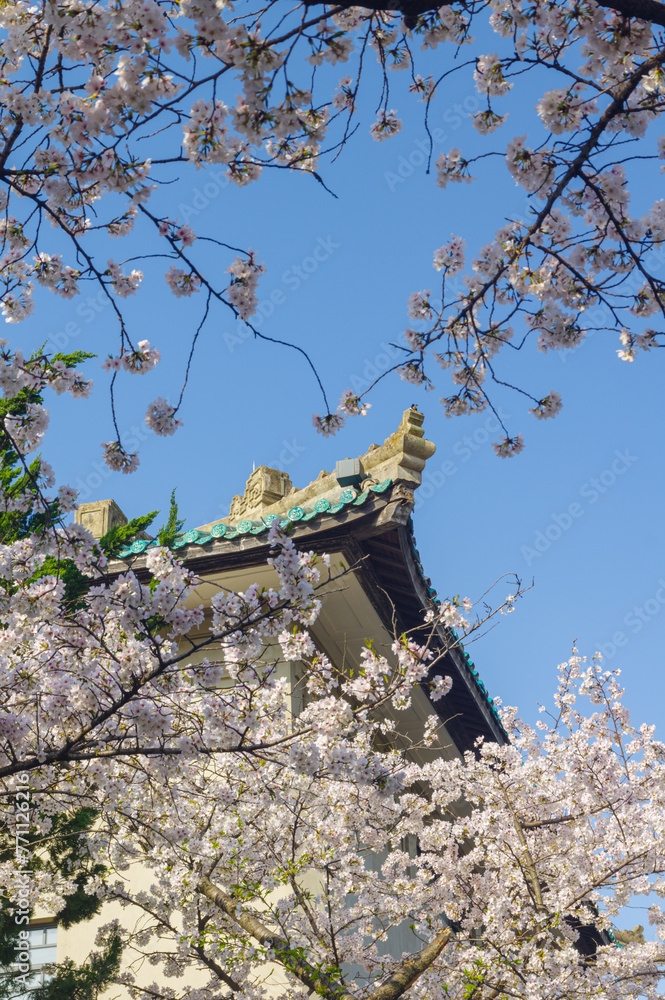 Cherry blossoms in full bloom at Wuhan University in Hubei, China Cherry blossoms in full bloom at Wuhan University in Hubei, China