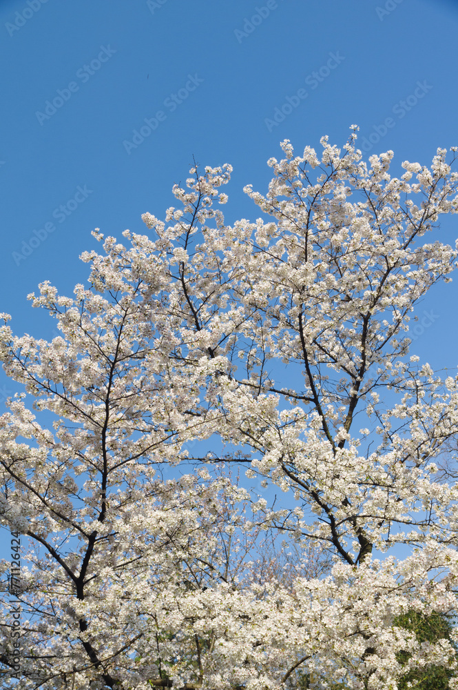 Cherry blossoms in full bloom at Wuhan University in Hubei, China Cherry blossoms in full bloom at Wuhan University in Hubei, China