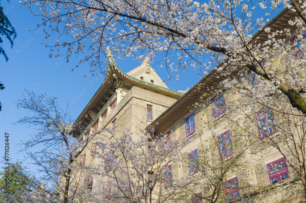 Cherry blossoms in full bloom at Wuhan University in Hubei, China Cherry blossoms in full bloom at Wuhan University in Hubei, China