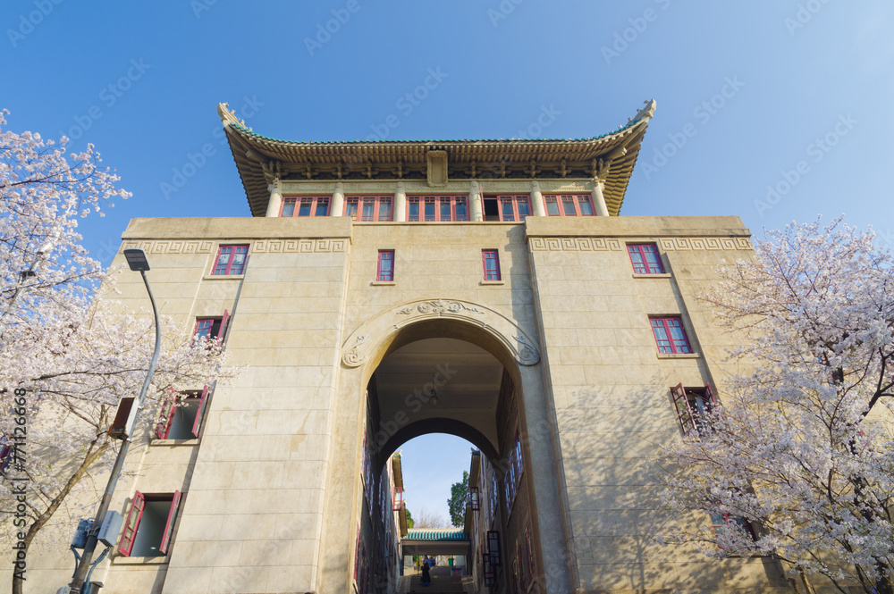 Fototapeta premium Cherry blossoms in full bloom at Wuhan University in Hubei, China