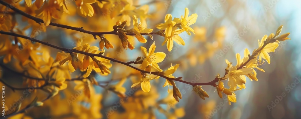 A Vibrant Close-Up View of a Forsythia Branch in Full Bloom, Bursting with Radiant Yellow Flowers Signaling the Joyous Arrival of Spring A Vibrant Close-Up View of a Forsythia Branch in Full Bloom, Bursting with Radiant Yellow Flowers Signaling the Joyous Arrival of Spring