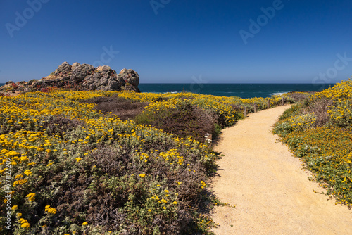 Path leading to the beach at Point Piedras Blancas  California