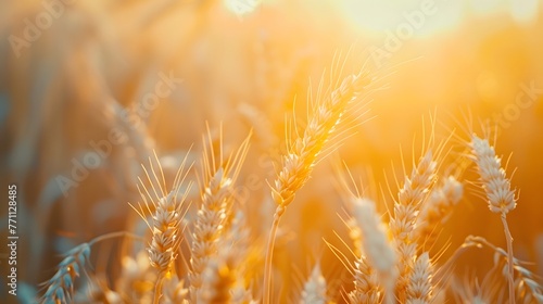 Wheat field in the morning at sunrise in the sun. Ripe gold ears of cereals glow in the rays of sunlight. 