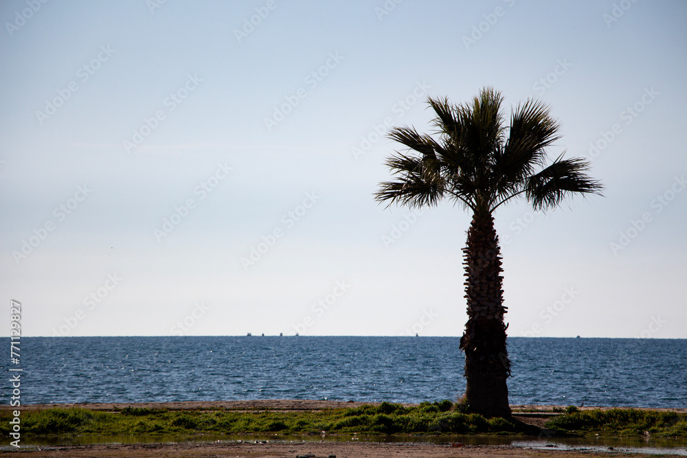 Palm tree on the background of the blue sky in the city Palm tree on the background of the blue sky in the city