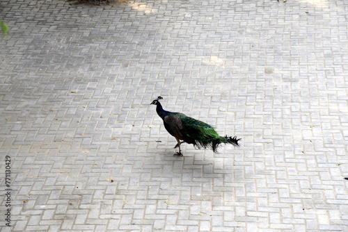 peacock in the park