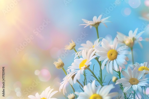 Beautiful white daisy flowers with blurred gradient spring nature background image.