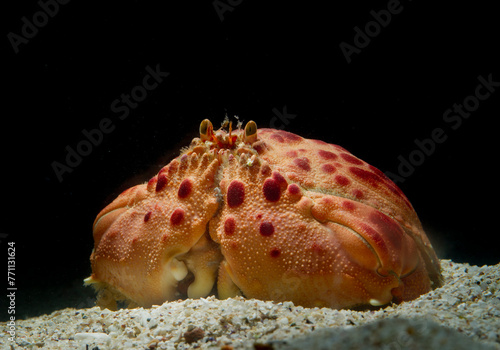 Photography Box crab (Calappa granulata) is a marine crustacean native to Mediterranean Sea