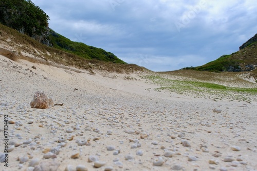 【小笠原】南島（ヒロベソカタマイマイ ） photo