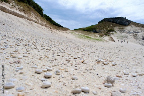 【小笠原】南島（ヒロベソカタマイマイ ） photo