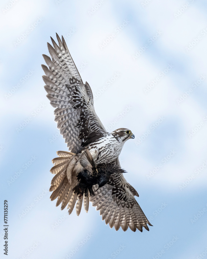 Fototapeta premium Prairie Falcon (Falco mexicanus)