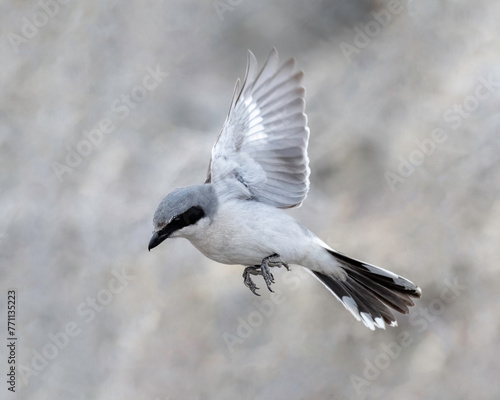 Φωτογραφία Loggerhead shrike (Lanius ludovicianus)