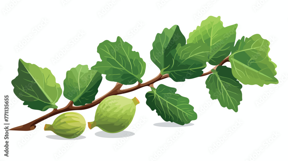 Fig tree branch vector Illustration on a white back