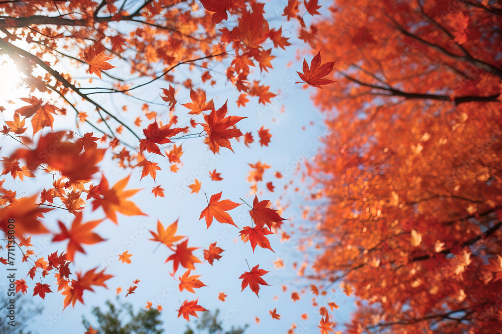 mapple leaves falling from trees.
mapple leaves falling from trees.