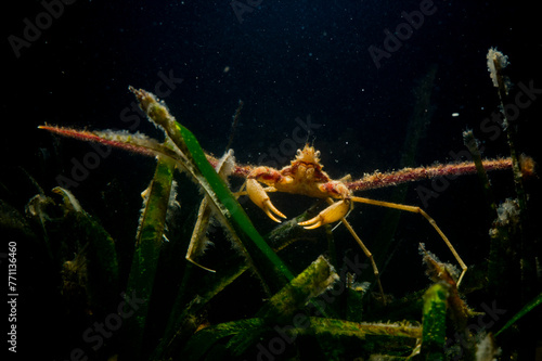 Long-legged spider crab (Macropodia rostrata) , on seaweed, Sardegna,  (Sardinia), Italy (Mediterranean sea). photo