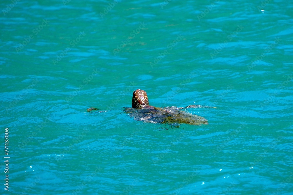 Fototapeta premium 【小笠原】南島のアオウミガメ