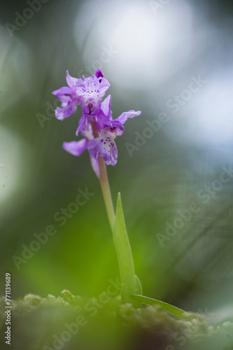 purple flower in spring, Orchis ichnusae. Laconi, Sardinia Italy photo