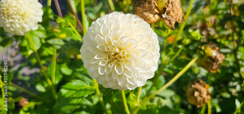 Pompon or ball Dahlias | Beautiful decorative dahlia flower with magnificent blunt petals slightly rounded at their tips
