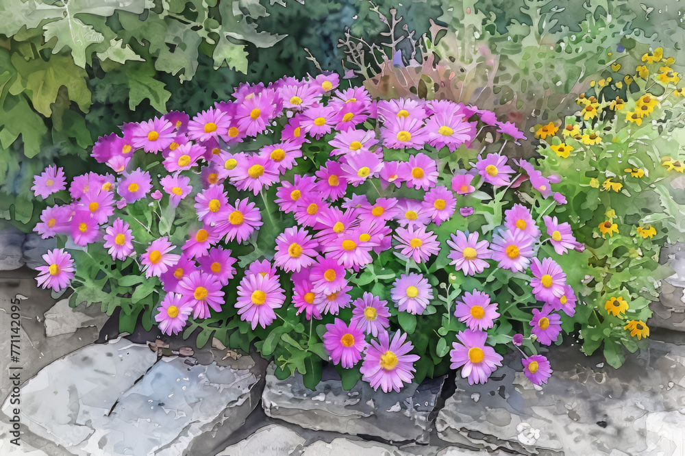 Watercolor painting of a large full bush of pink Aster   in the garden with other plants and flowers around. Late summer. Perennial garden.
