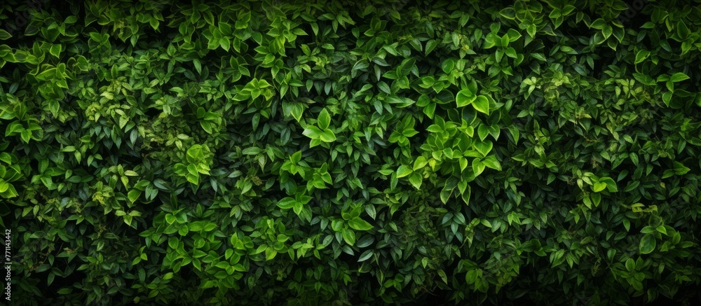 A close up of a lush green shrub with numerous leaves, showcasing the beauty of a terrestrial plant in its natural habitat A close up of a lush green shrub with numerous leaves, showcasing the beauty of a terrestrial plant in its natural habitat