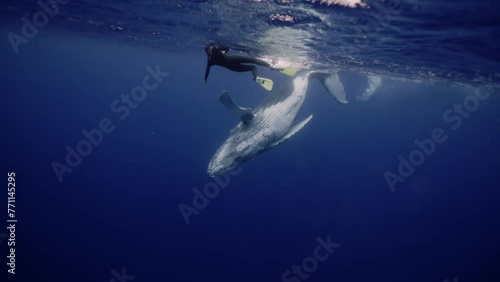 Amazing closeup humpback whale portrait underwater in Pacific Ocean. Baby calf comes at surface to take breath. Young whale dance wave flippers in water in Tonga Polynesia. Mammal Marine nature life photo
