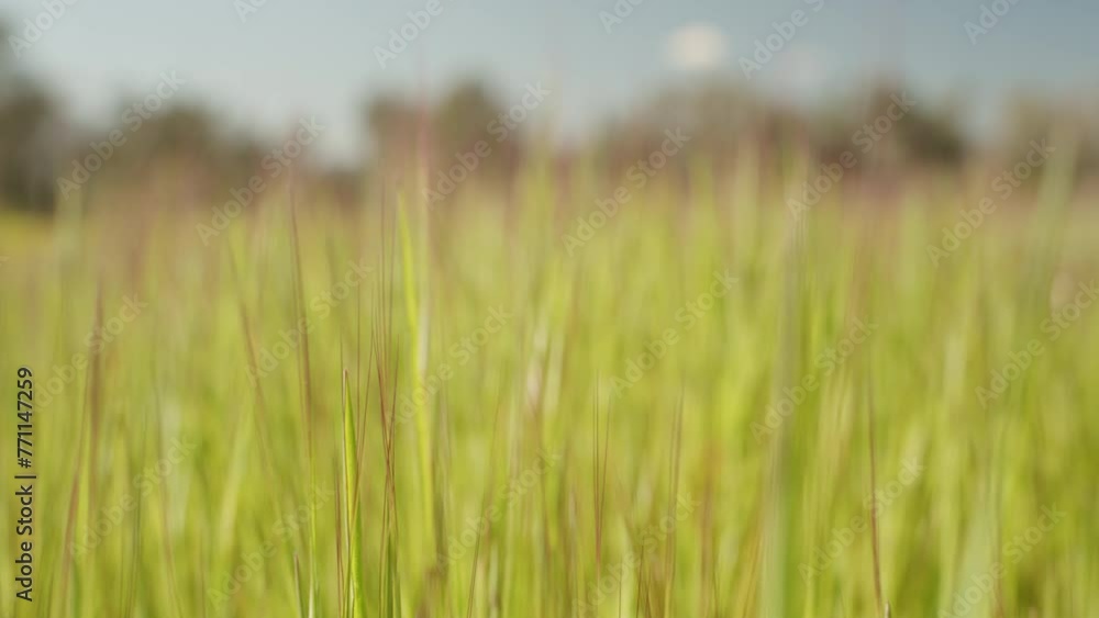 The green grass sways in the wind, macro. Bright green background, park on a sunny day, and blue sky. The green grass sways in the wind, macro. Bright green background, park on a sunny day, and blue sky.